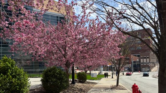 LIVE: Penguins 1, Panthers 0, first period taken Pittsburgh